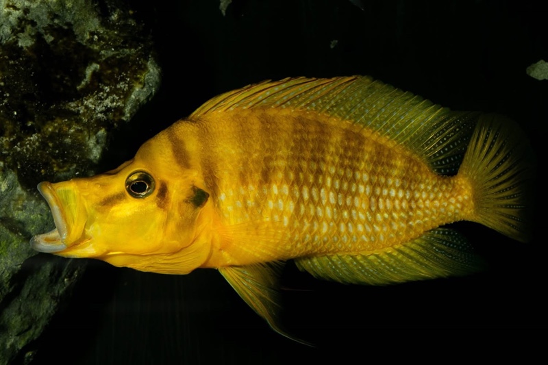 Altolamprologus compressiceps 'Kilima'